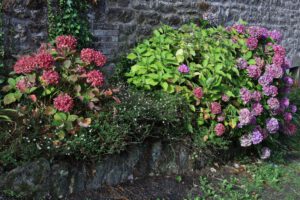 Hortensien - Blume der Bretagne