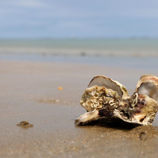 An der Plage du Corps du Garde